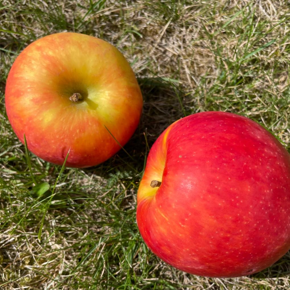 Apfel 2