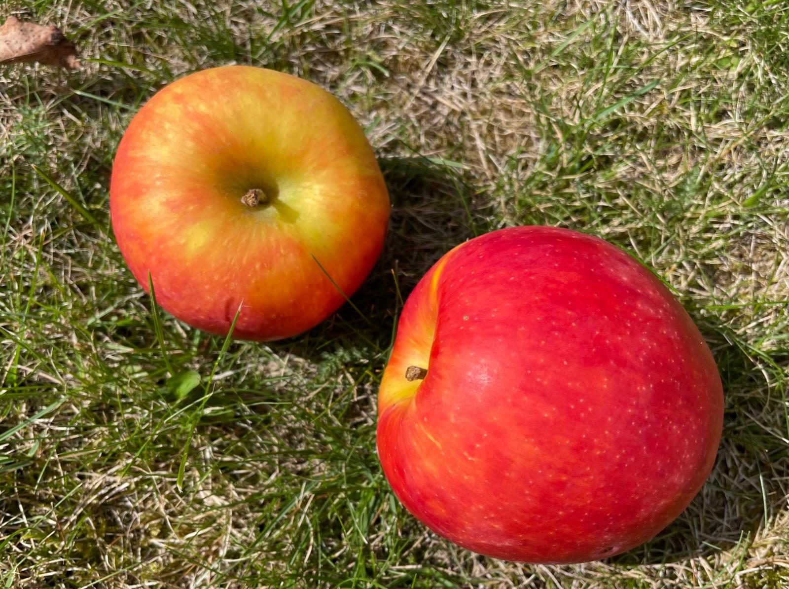 Apfel 2