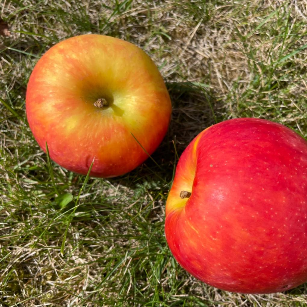 Apfel 2
