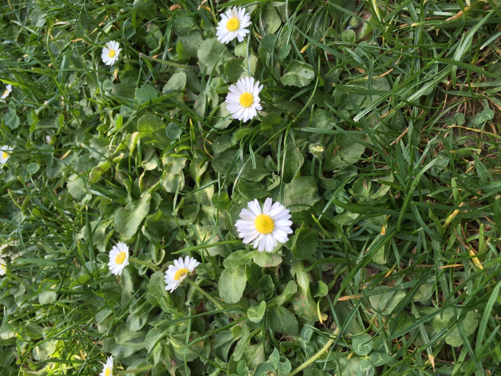 Schöpfung Tag 3 Gänseblümchen 1