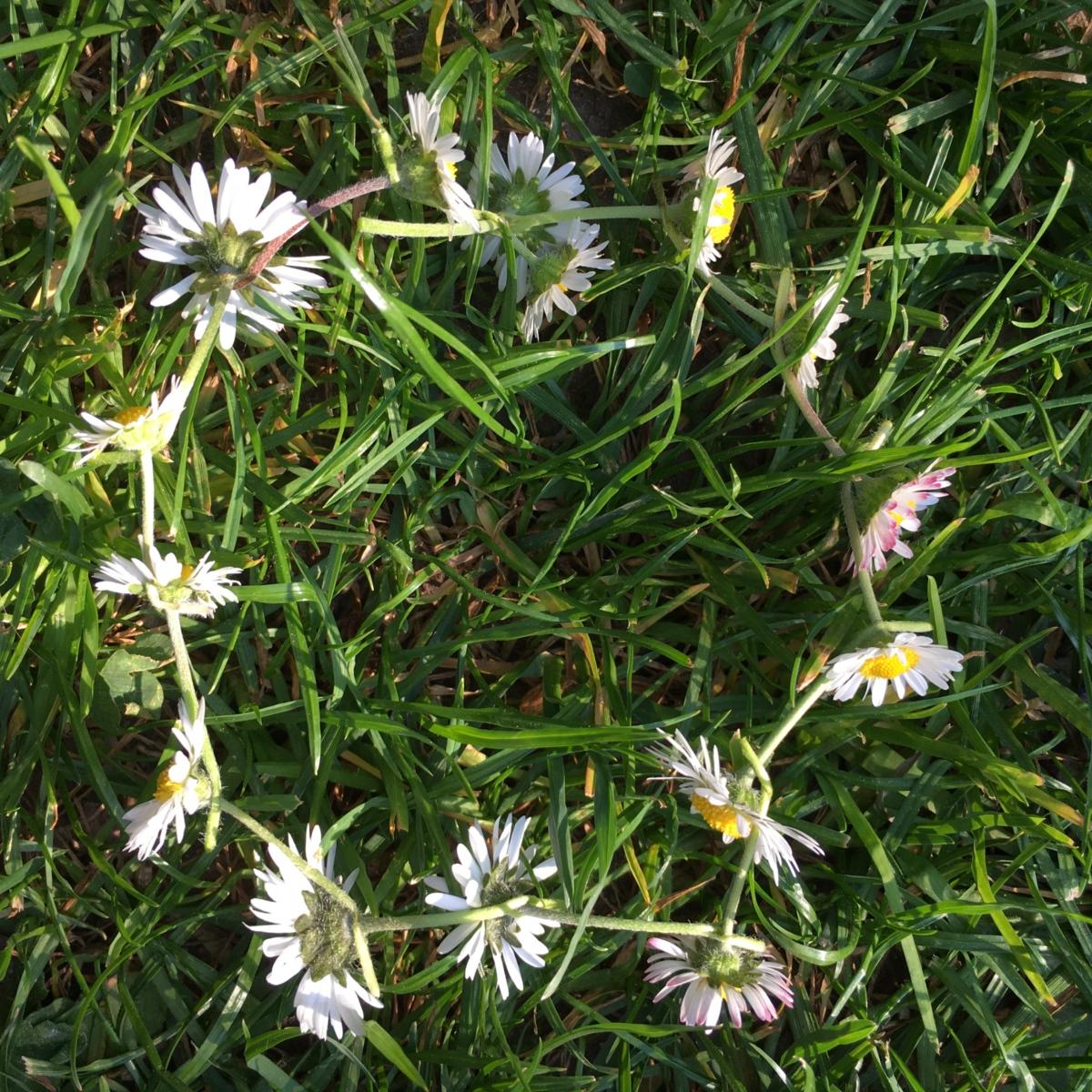 Schöpfung Tag 3 Gänseblümchen 7b