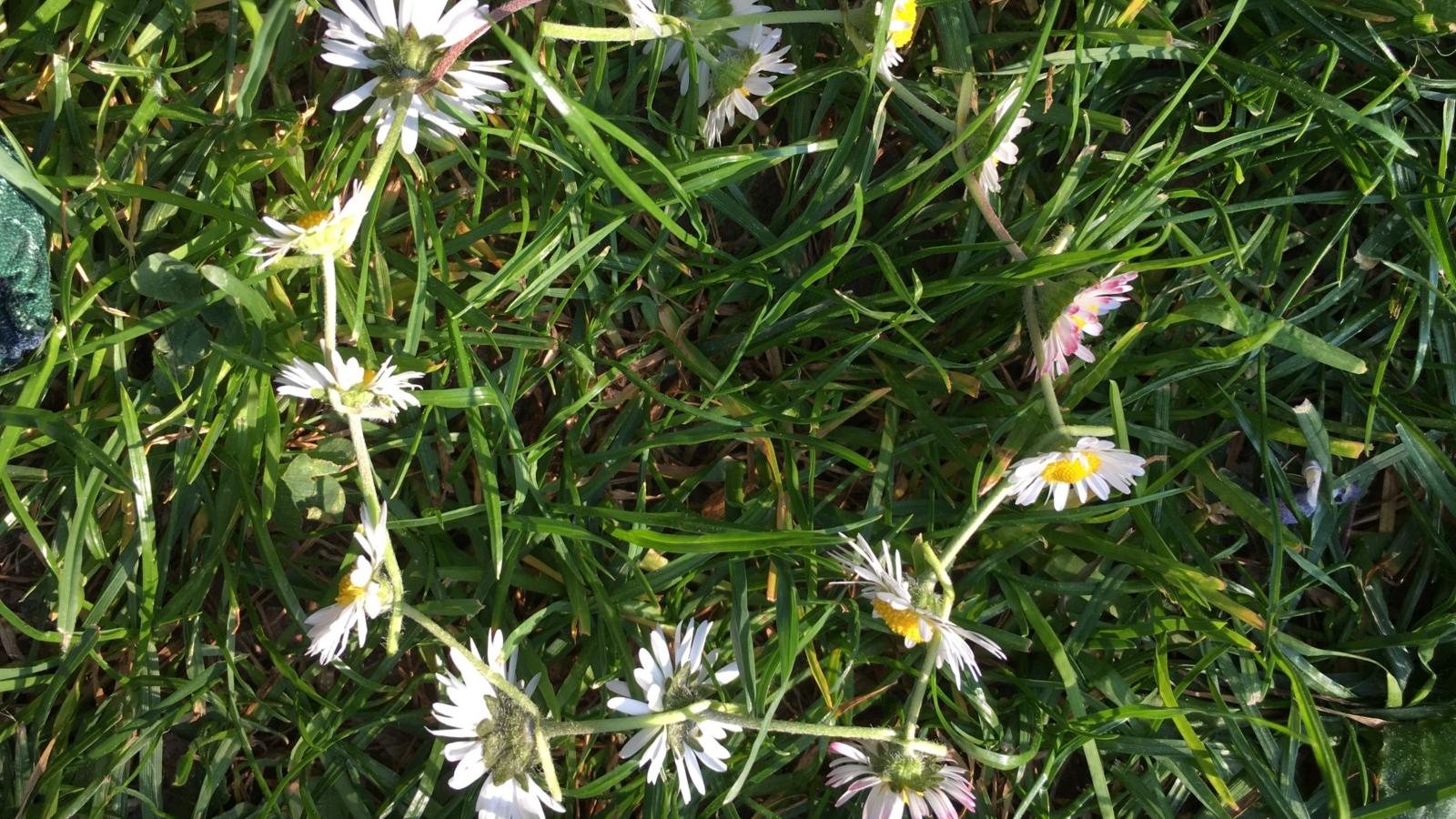 Schöpfung Tag 3 Gänseblümchen 7b