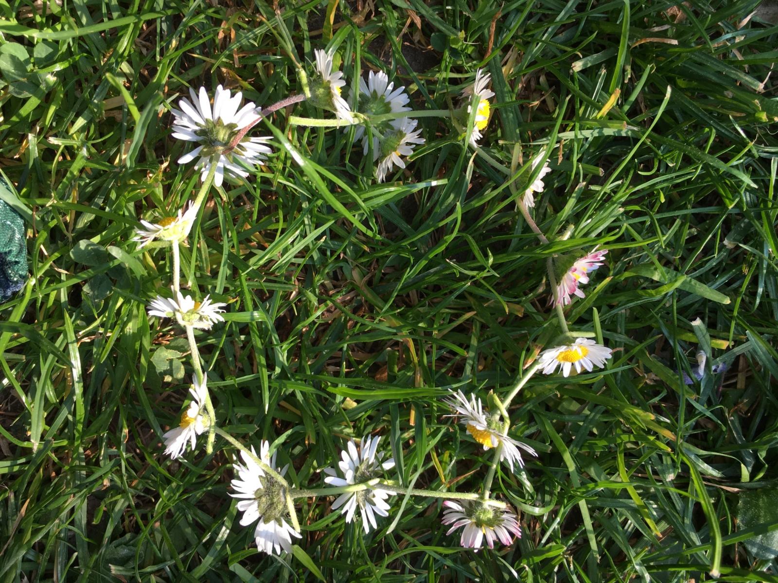 Schöpfung Tag 3 Gänseblümchen 7b